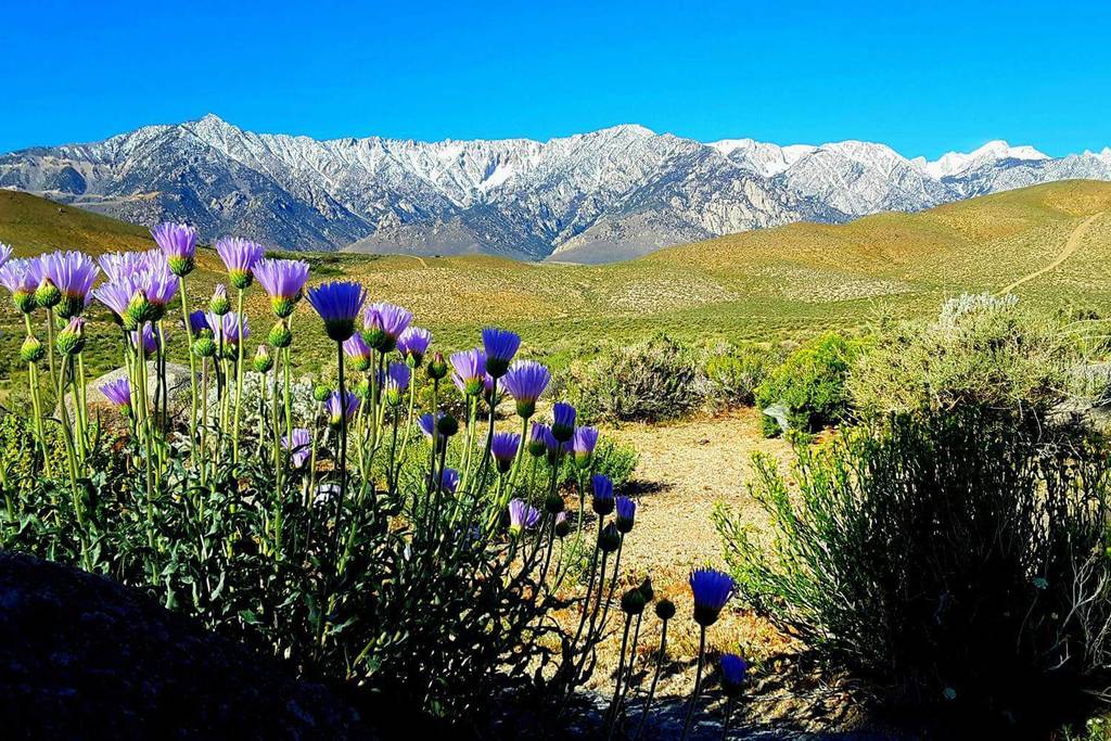 airbnb glamping cabin close to mount whitney